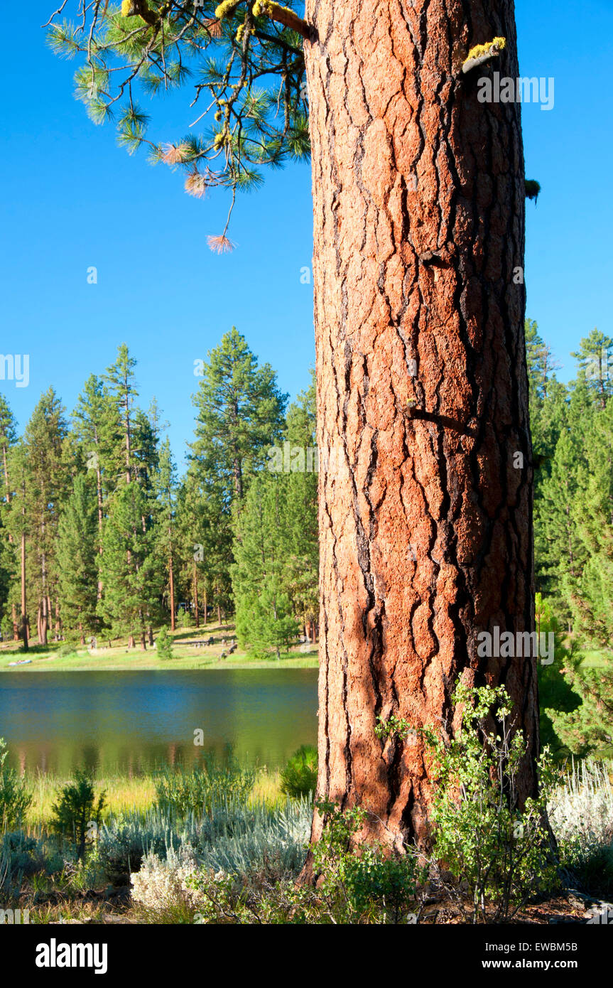 Ponderosa pine (Pinus ponderosa) al Lago Delintment, Ochoco National Forest, Oregon Foto Stock