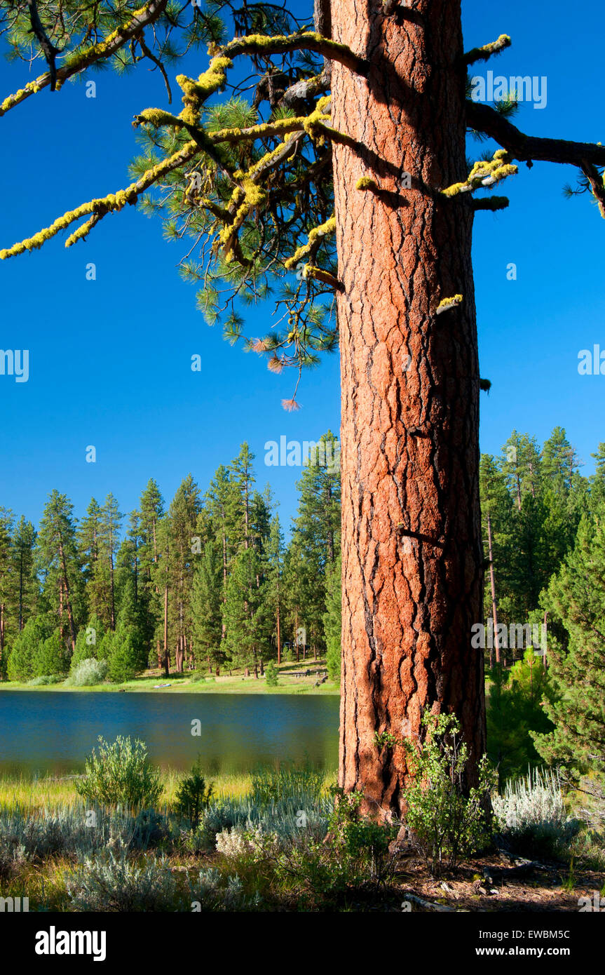 Ponderosa pine (Pinus ponderosa) al Lago Delintment, Ochoco National Forest, Oregon Foto Stock