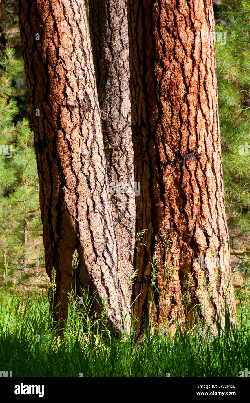 Ponderosa pine (Pinus ponderosa), Ochoco National Forest, Oregon Foto Stock