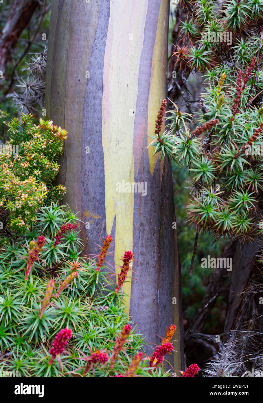 Alpine gomma gialla (eucalipto subcrenulata) e fioritura Scoparia (Richea scoparia), Tasmania, Australia Foto Stock