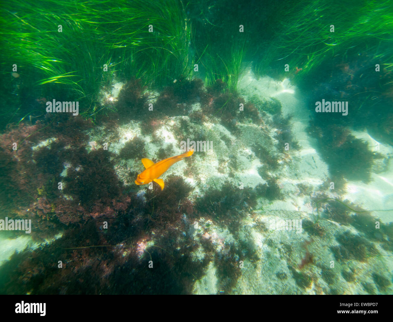 Subacquea pesce Garibaldi ed erba di mare vicino a La Jolla cove nella California Meridionale. Foto Stock
