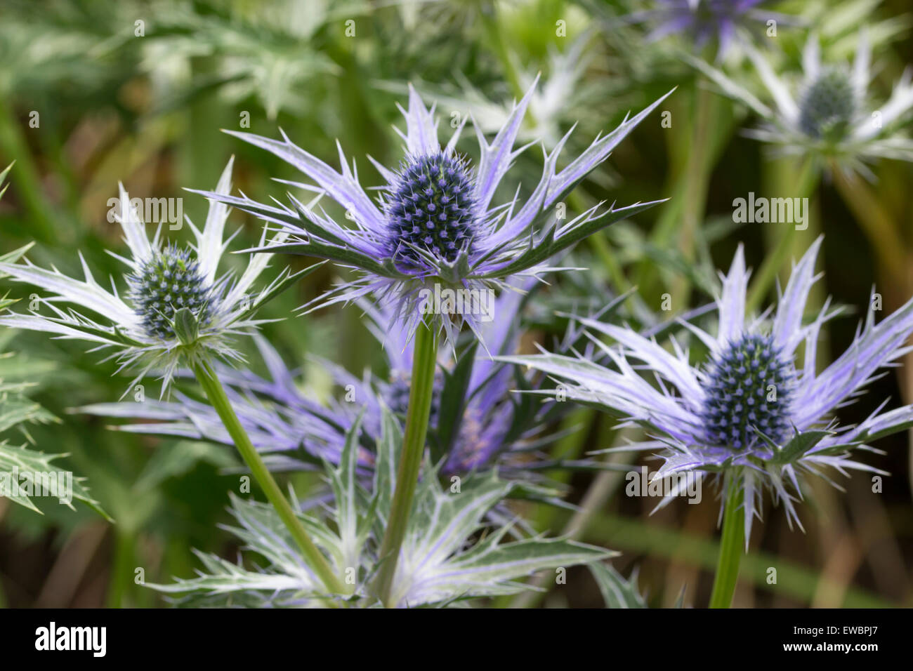 Grande fiore pungenti capi di mare holly, Eryngium x zabelii 'Big Blue' Foto Stock