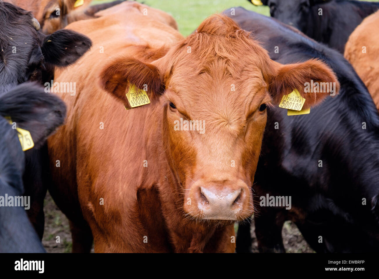 Curioso giovani tori Bos taurus (bovini) con giallo di marchi auricolari in una fattoria campo. Il Galles, Regno Unito, Gran Bretagna Foto Stock