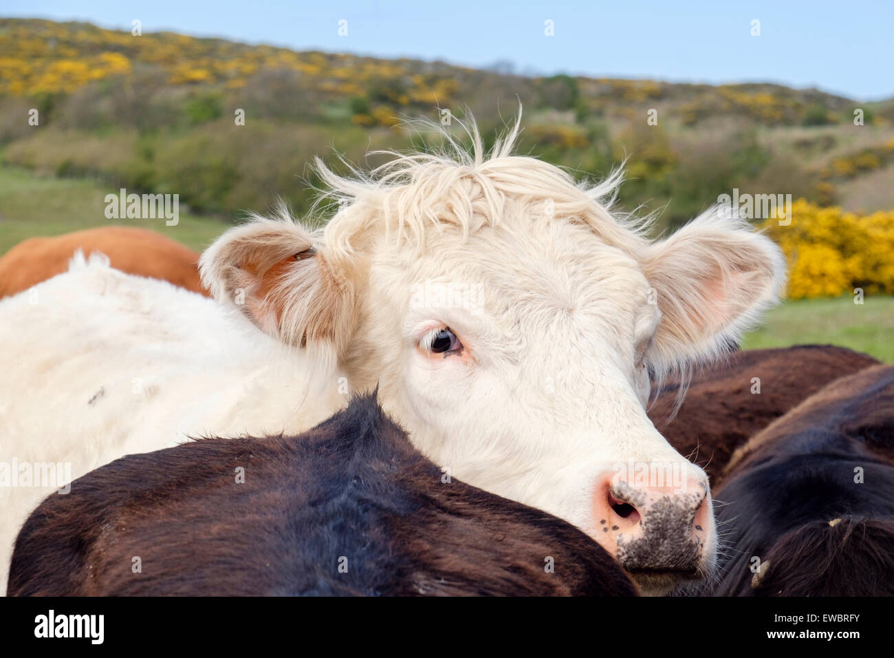 Curioso young white bull Bos taurus (bovini) esterno su una fattoria. Regno Unito, Gran Bretagna Foto Stock