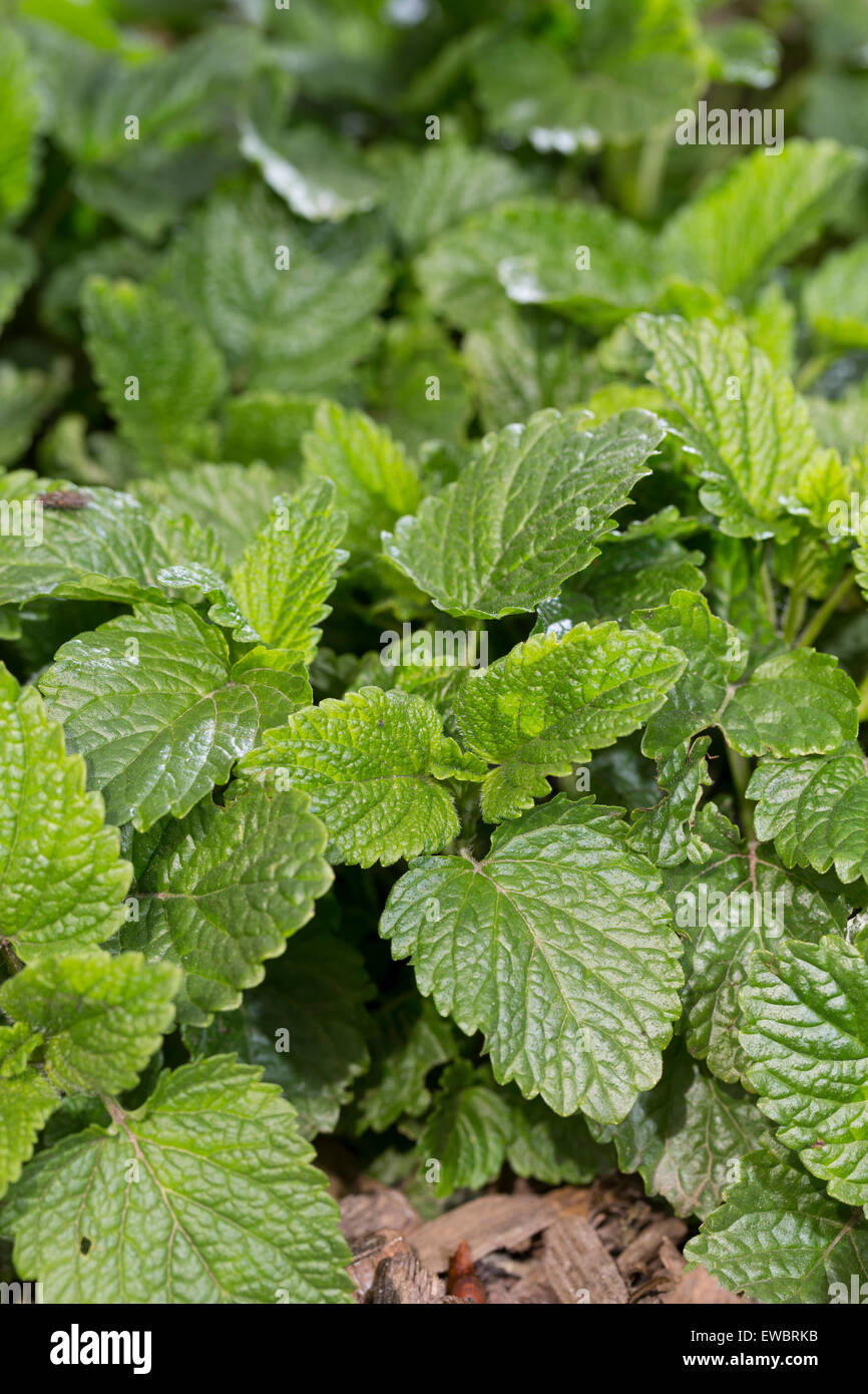 Bee Balsamo, Melissa, foglia, foglie, Zitronenmelisse, Zitronen-Melisse, Blatt, Blätter, Melisse, melissa officinalis, Kräutertee Foto Stock