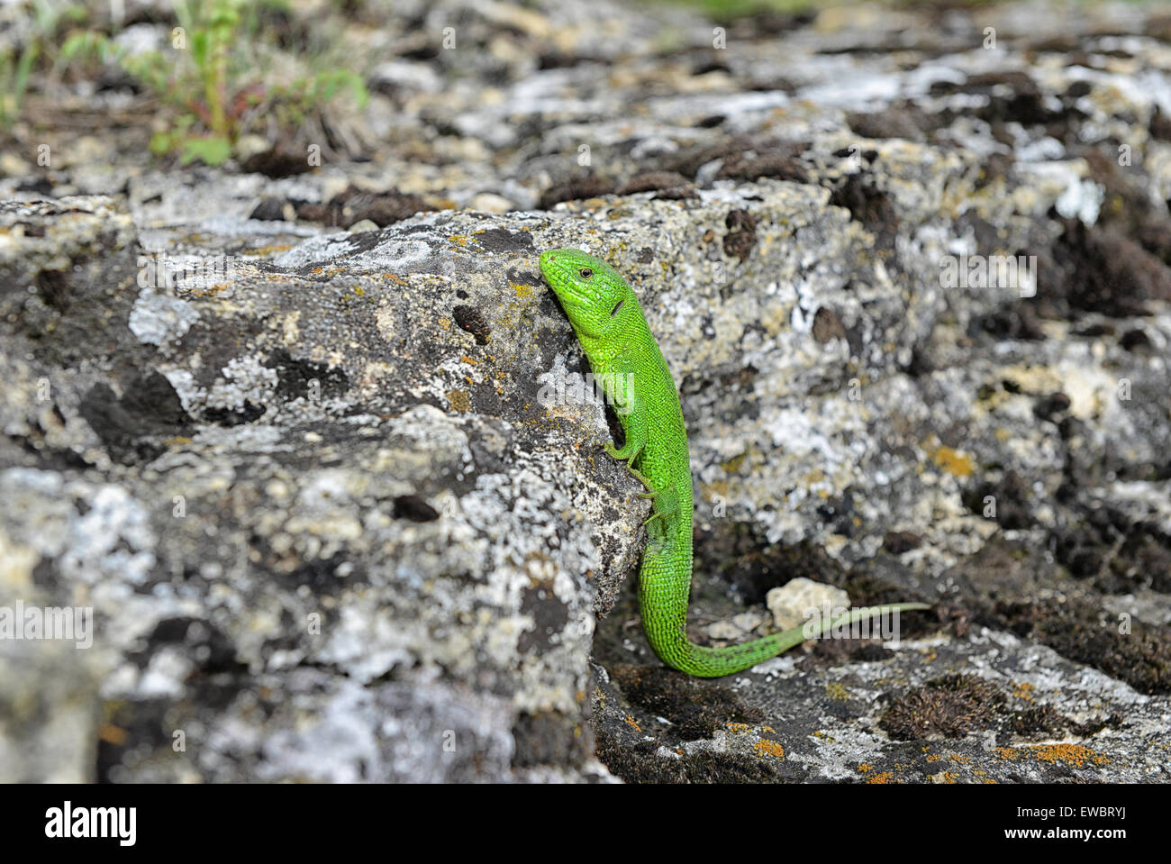 Verde e nero Garden Lizard di sbirciare da dietro le rocce Foto Stock