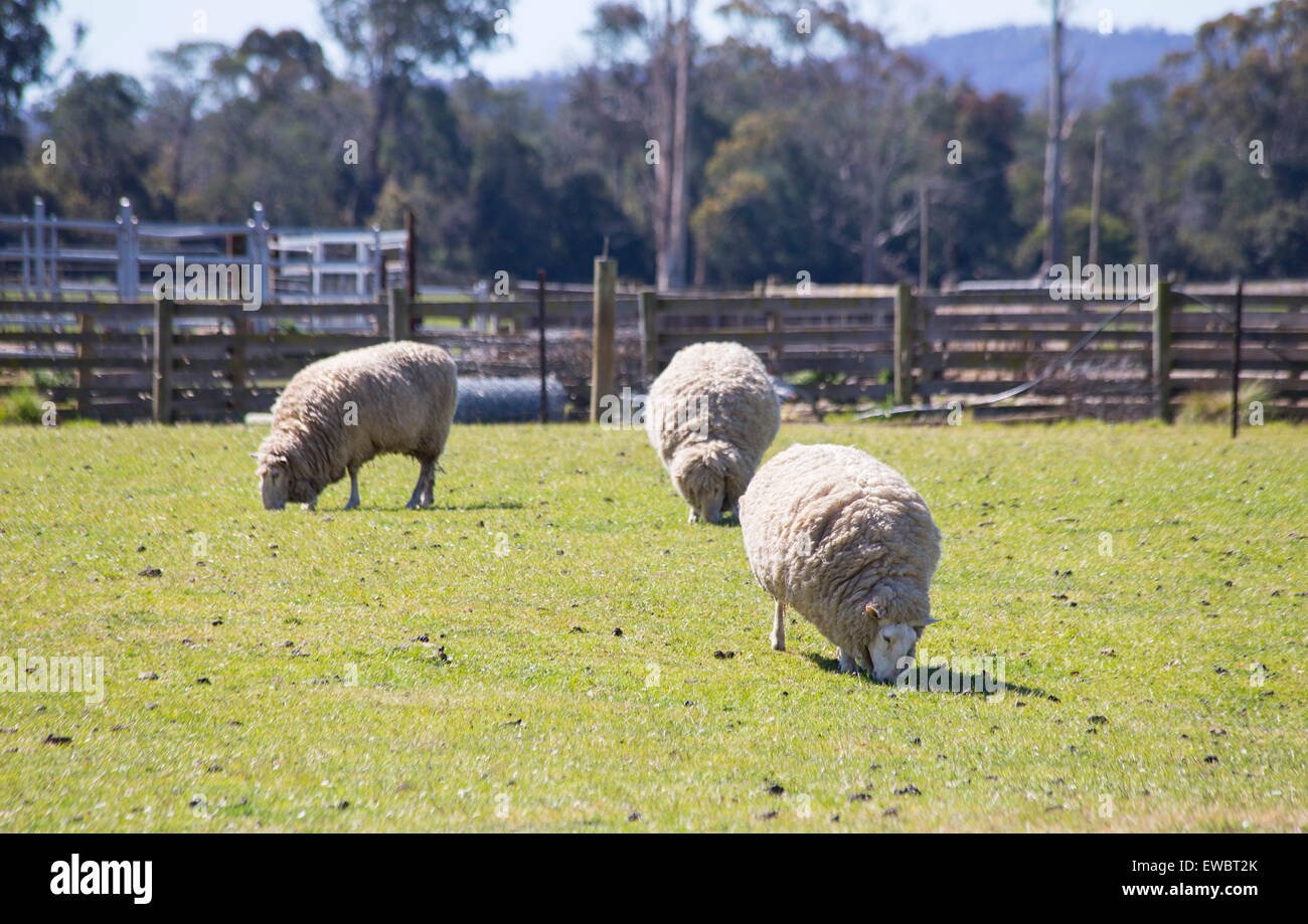 Pecore al pascolo in una fattoria in Tasmania Foto Stock