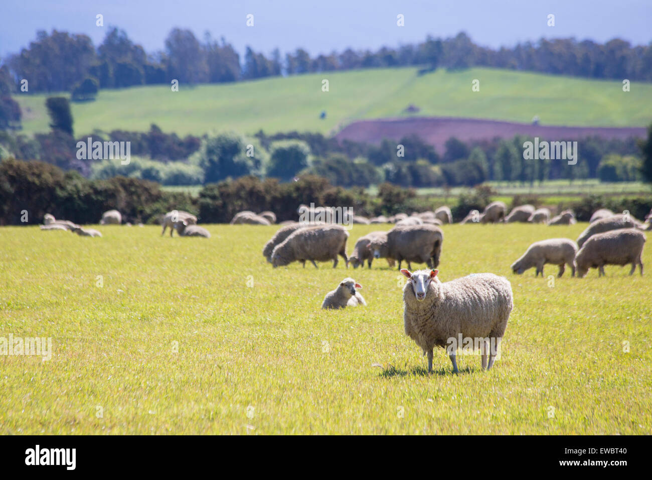 Pecore al pascolo in una fattoria in Tasmania Foto Stock