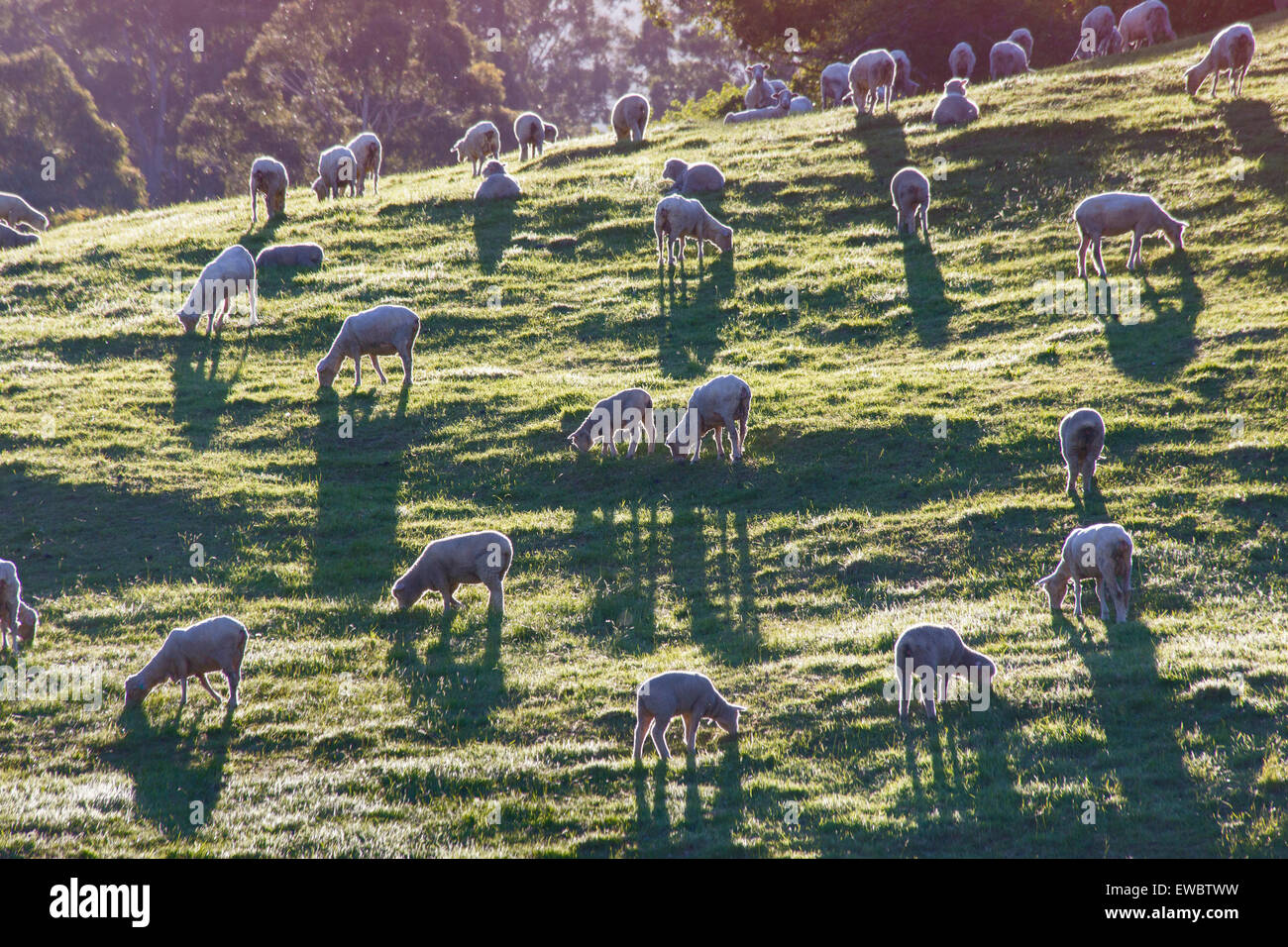 Tagliate il pascolo ovino sul pendio di una collina in Tasmania Foto Stock