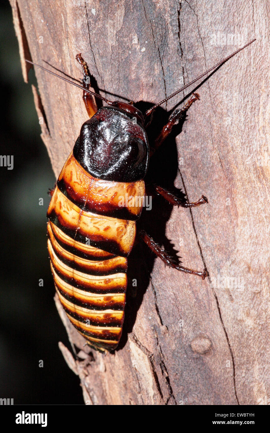 Madagascar scarafaggio sibilante (Gromphadorhina portentosa) di notte, Berenty Riserva, Madagascar Foto Stock