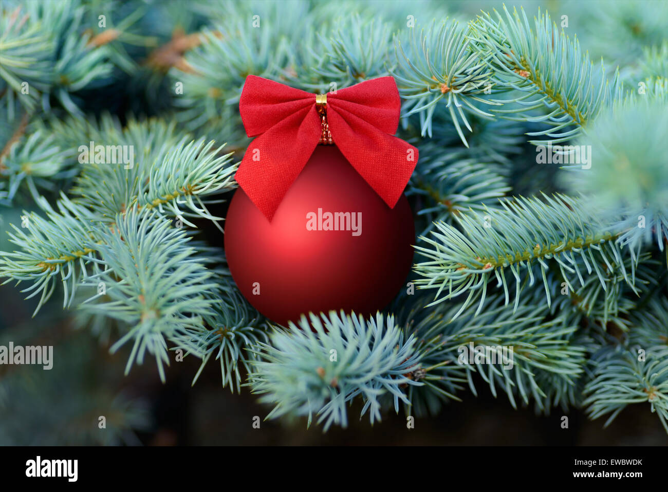 Natale e Anno Nuovo: rosso pallina decorata con prua su un blu abete, bello sfondo stagionali Foto Stock