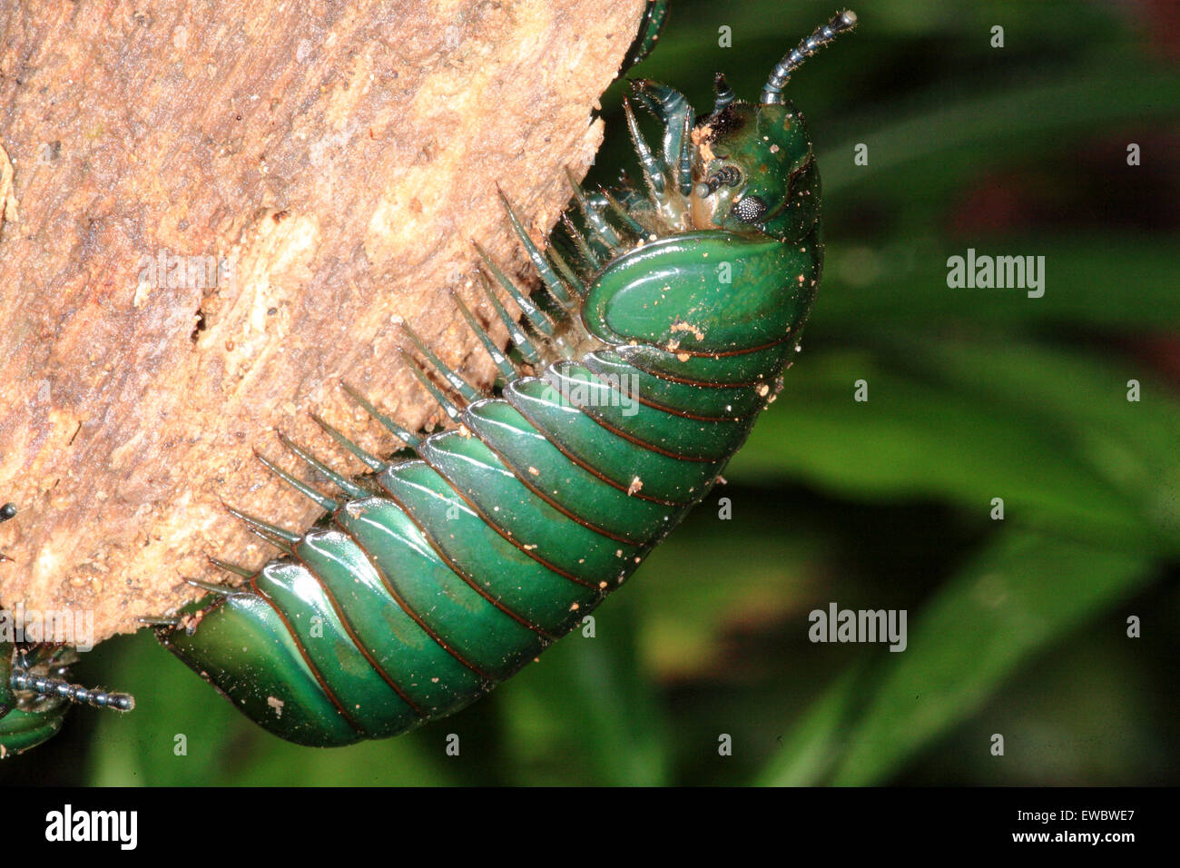 Gigante pillola verde millepiedi ( Zoosphaerium neptunus), Andasibe-Mantadia Parco nazionale del Madagascar Foto Stock