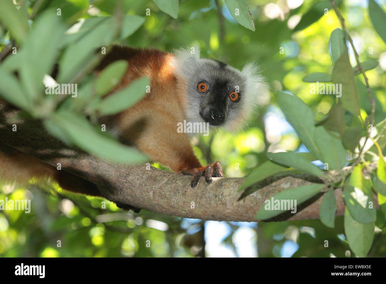 Femmina lemure nero (il Eulemur macaco), Lokobe riserva speciale, Nosy Be, Madagascar Foto Stock