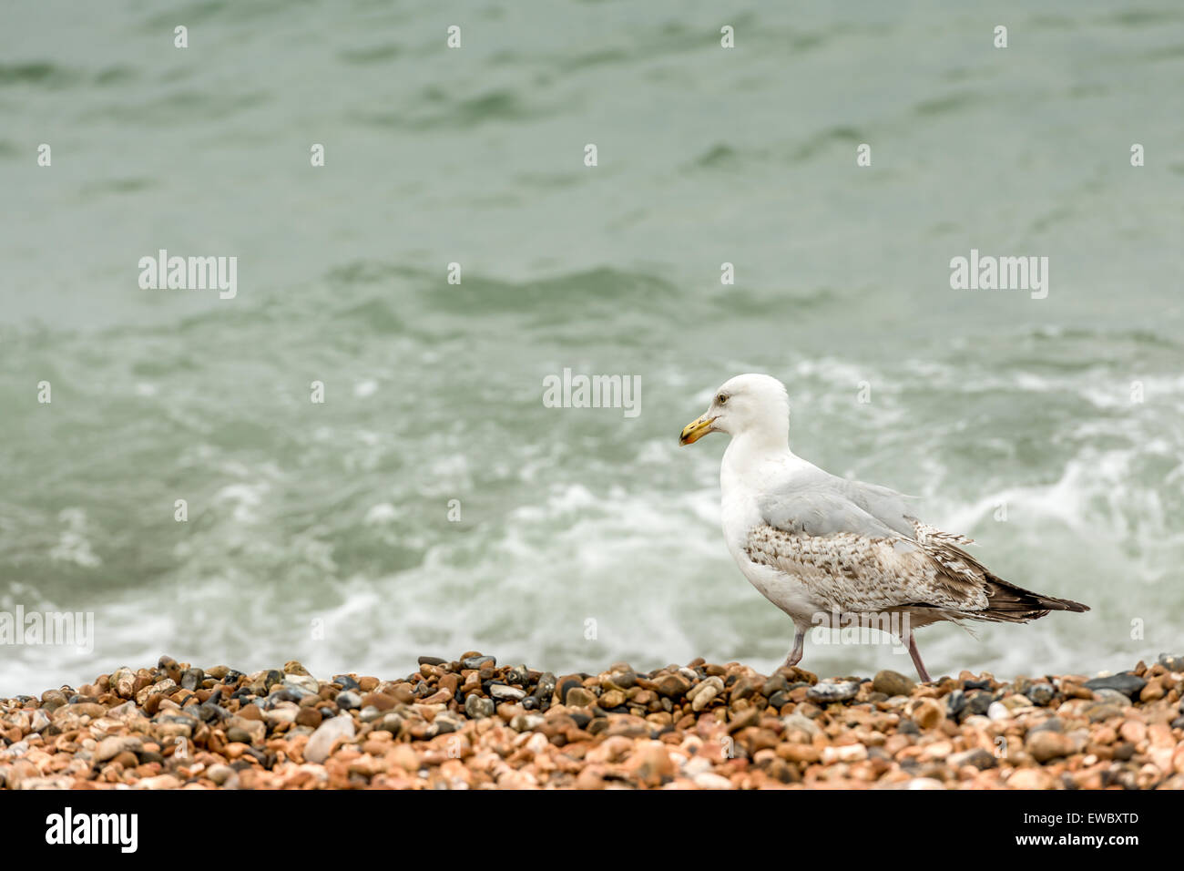 Seagull sulla spiaggia Foto Stock