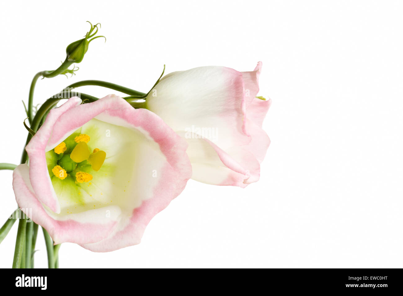Bella lisianthus fiori su bianco Foto Stock