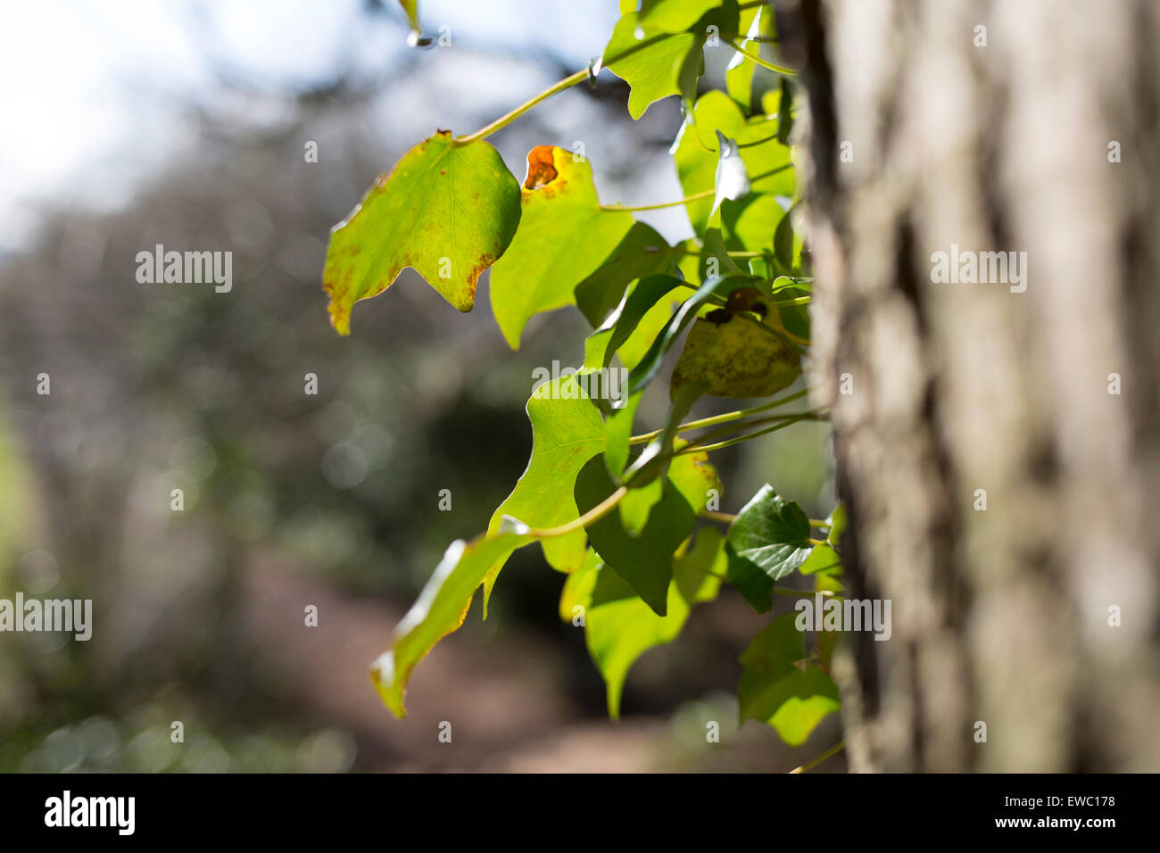 Edera comune su albero Foto Stock