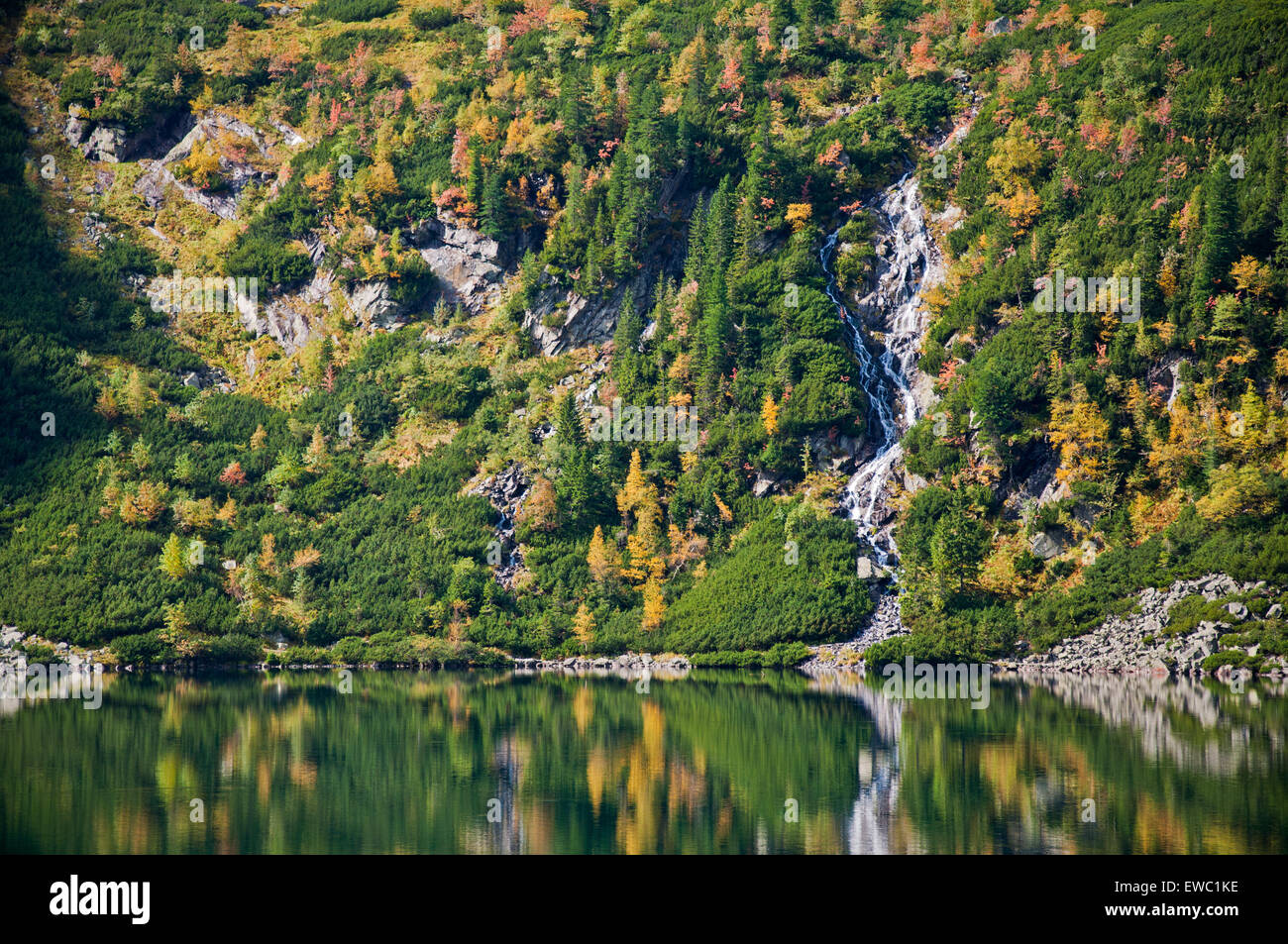 foresta del pino Foto Stock