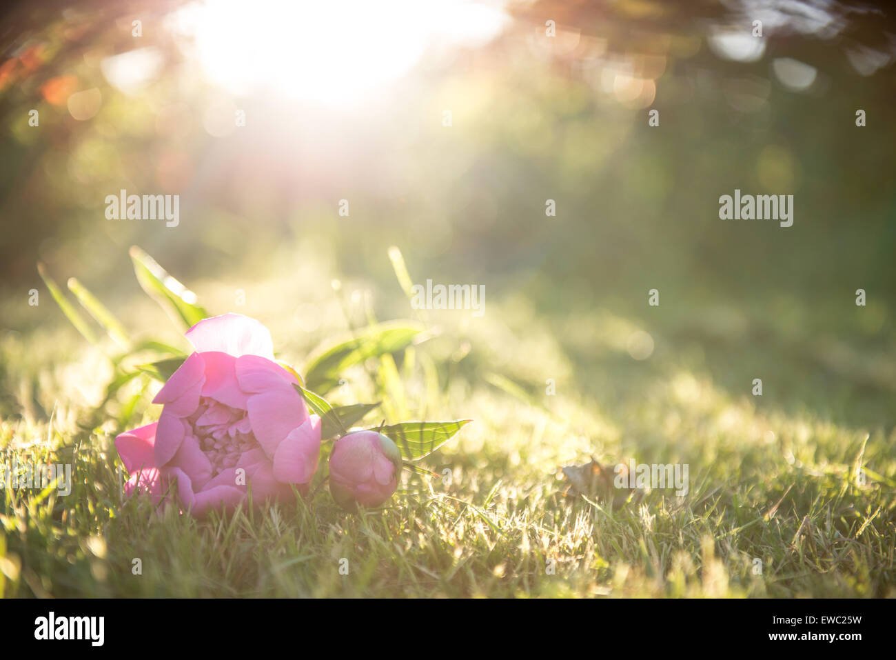 Foto della peonia fiori. Verde, tutti intorno a loro. Foto Stock