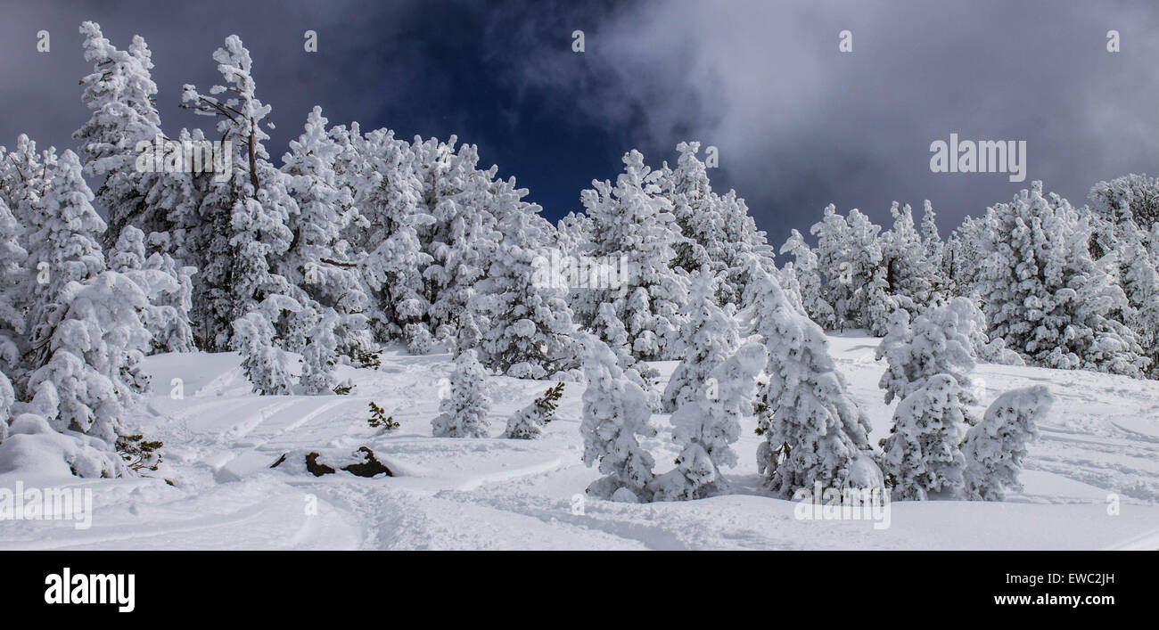 Inverno alberi, dopo la nevicata, Mammoth Mountain, California USA Foto Stock