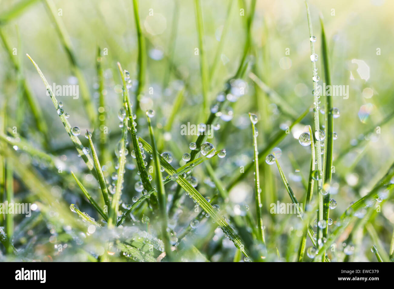 Molti appesa di gocce di acqua su erba verde lascia all'alba Foto Stock