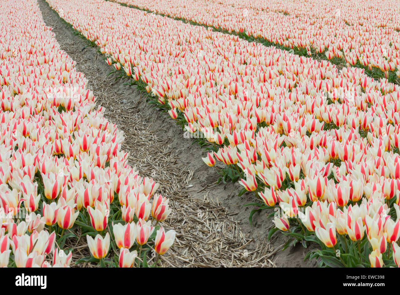Campo di tulipani rossi e bianchi in righe in Olanda nei pressi di Lisse e il Keukenhof. Foto Stock