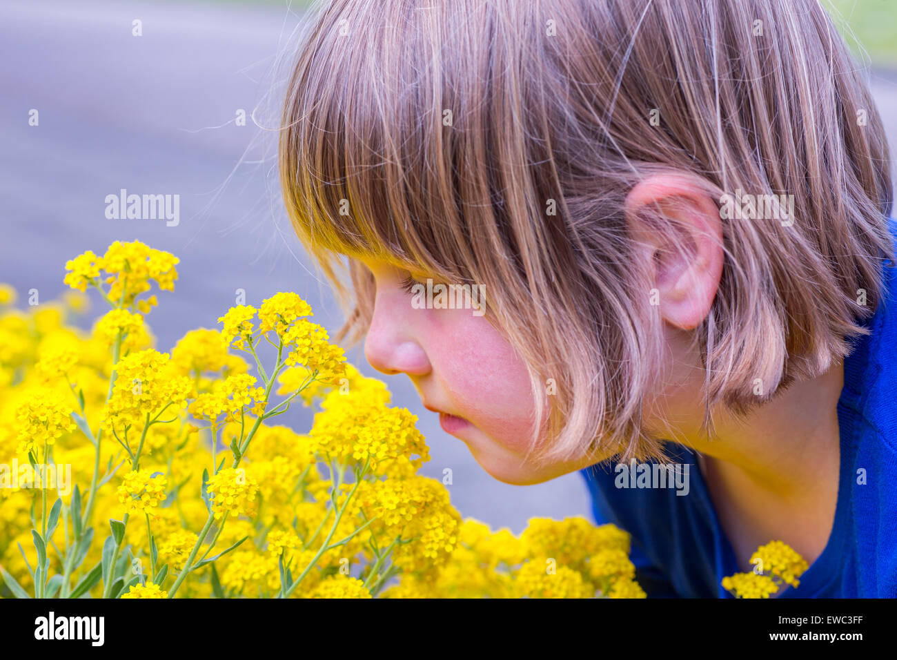 Giovane ragazza olandese profumati fiori gialli in estate Foto Stock