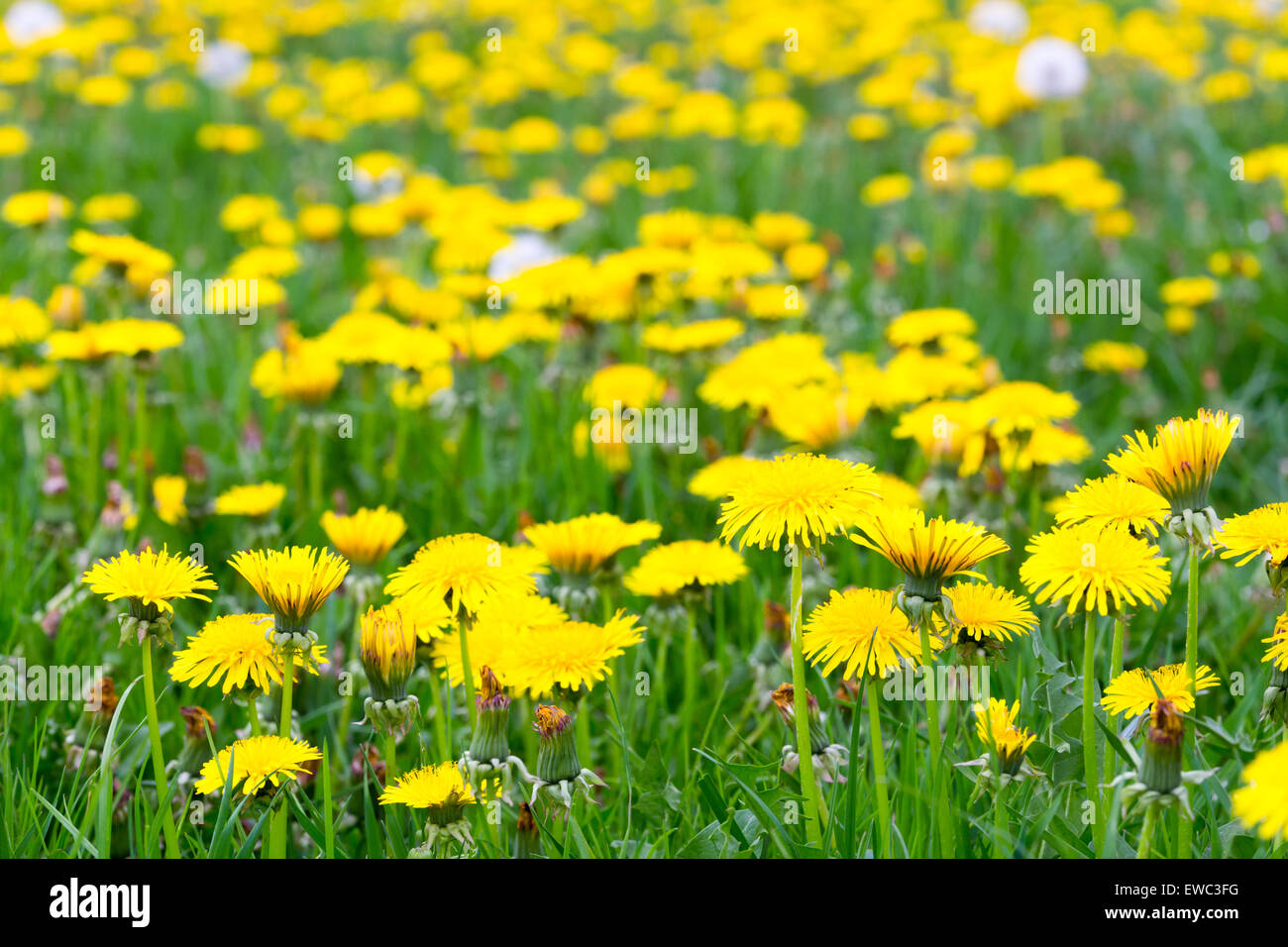 Campo di fiori di tarassaco in erba di prato Foto Stock