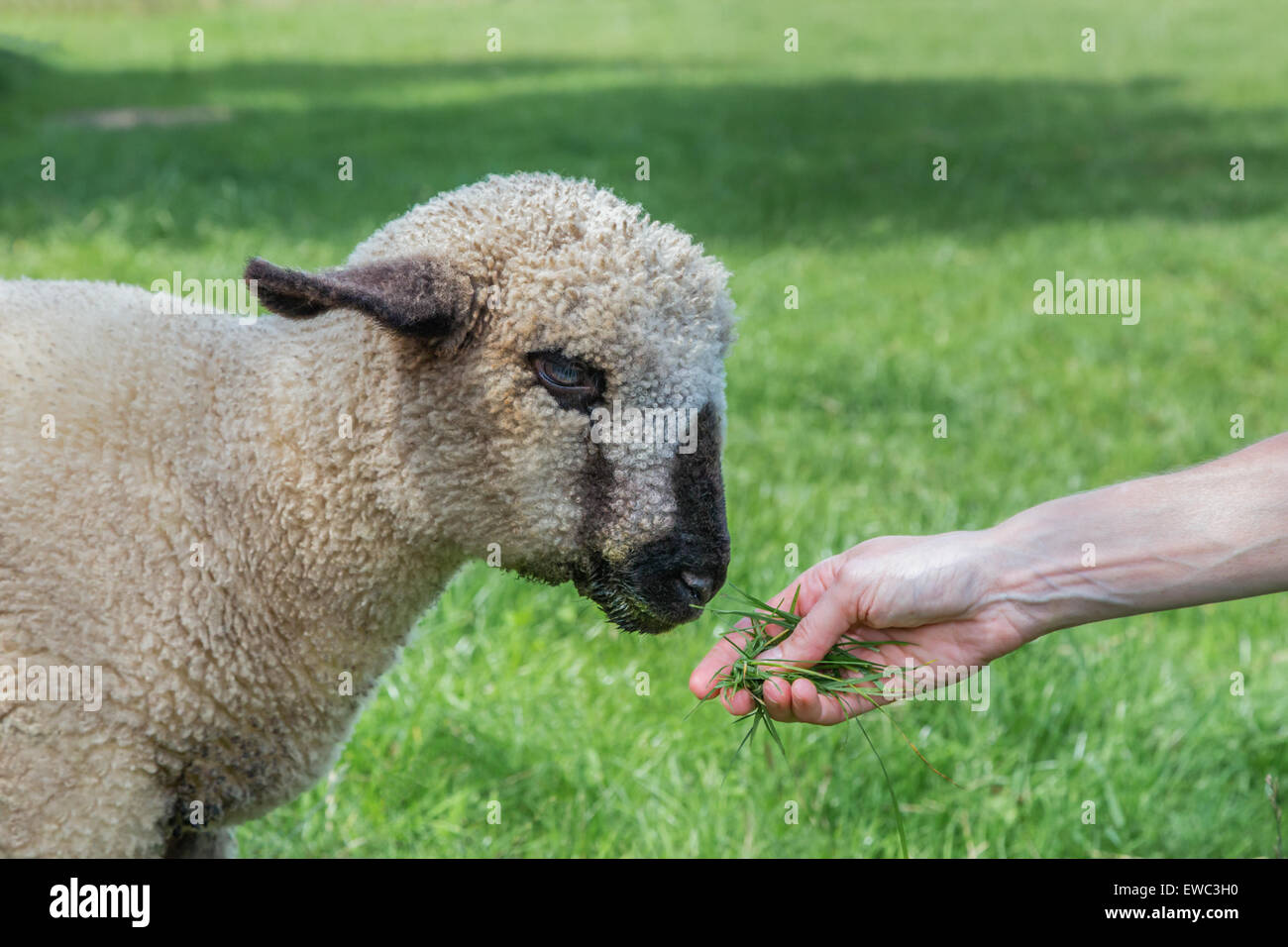 Femmina di alimentazione a mano l'erba a giovani di pecora o agnello in Prato Foto Stock