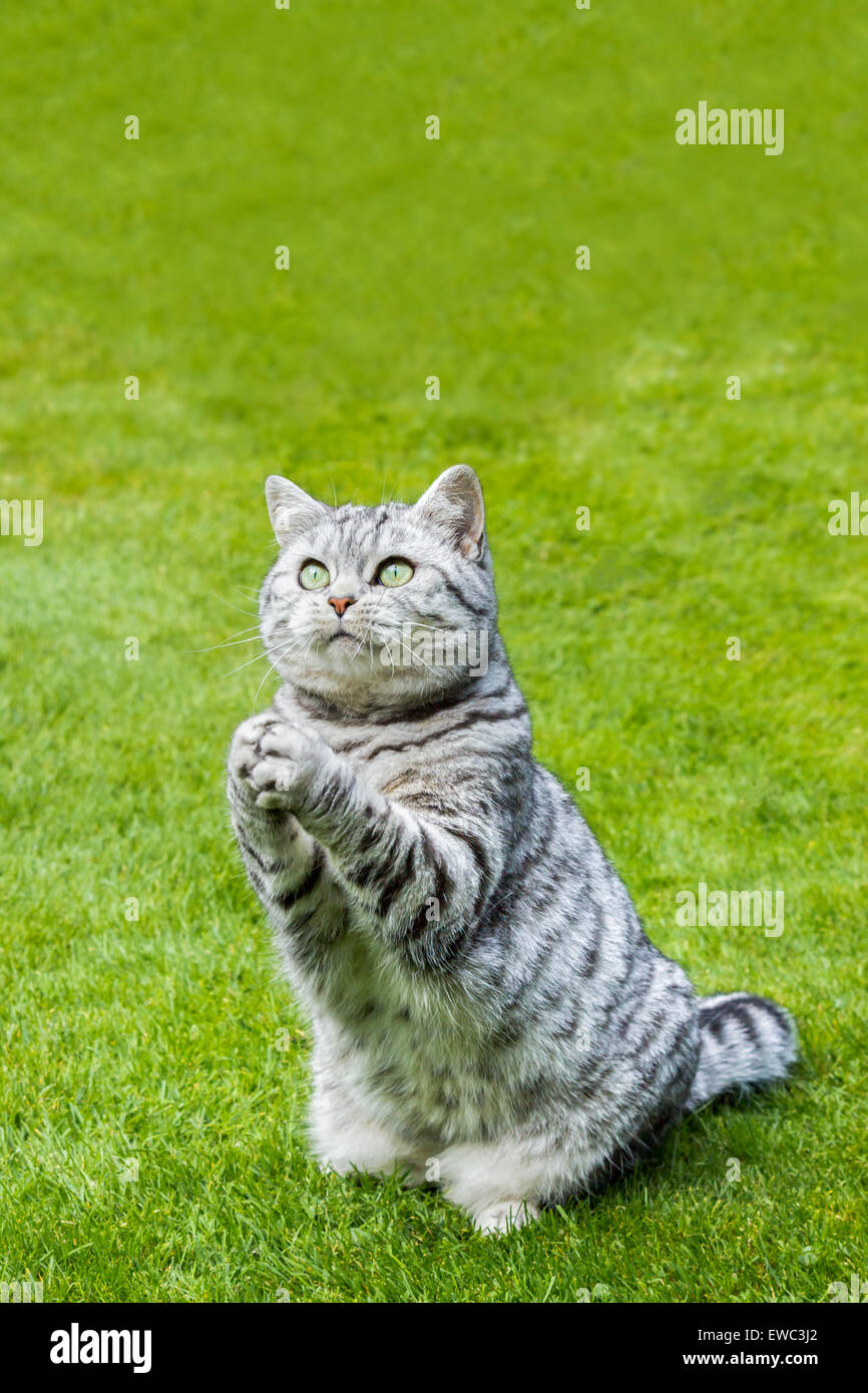 Pregando British Shorthair black silver tabby cat seduto su erba verde Foto Stock