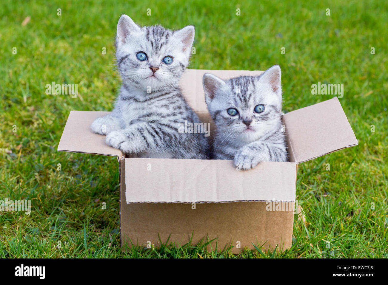 Young British Shorthair black silver tabby gatti in scatola cartboard sull'erba Foto Stock