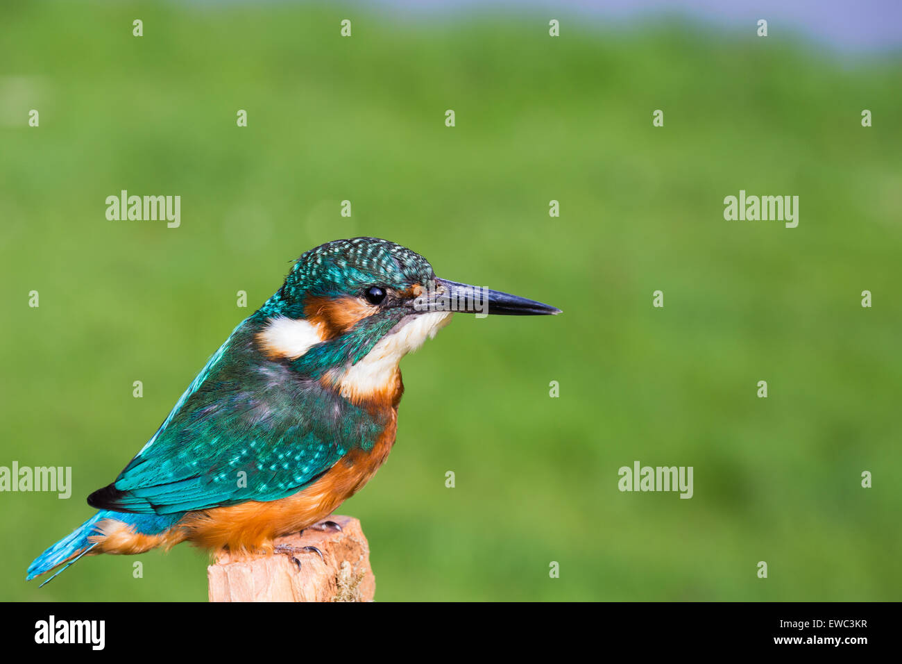 Unione kingfisher davanti al prato verde nella natura Foto Stock
