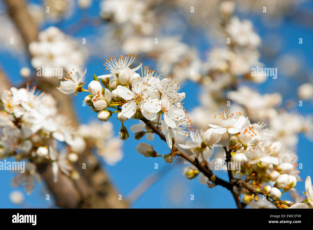 Il tempo primaverile, susino fiori sul cielo blu come sfondo Foto Stock