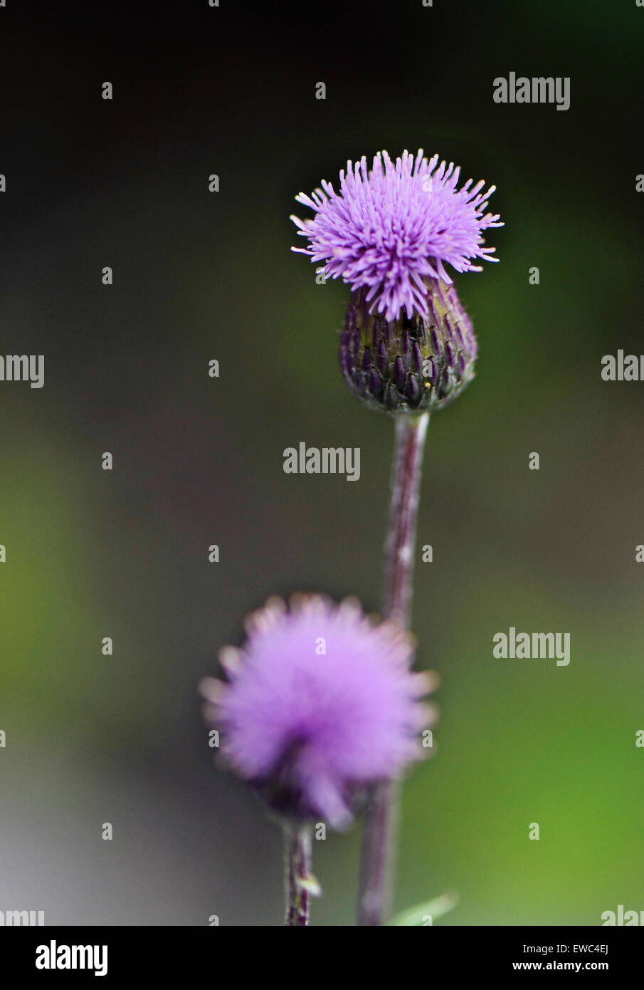 Viola fiore di trifoglio Foto Stock
