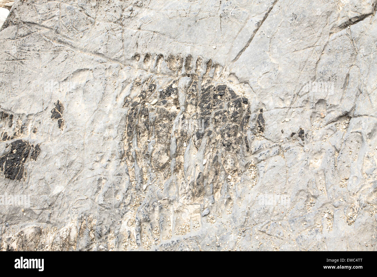 Vecchia di fossili di pesci che possono essere trovati sui massi lungo la gola di Aposelemi in Creta, Grecia. Foto Stock