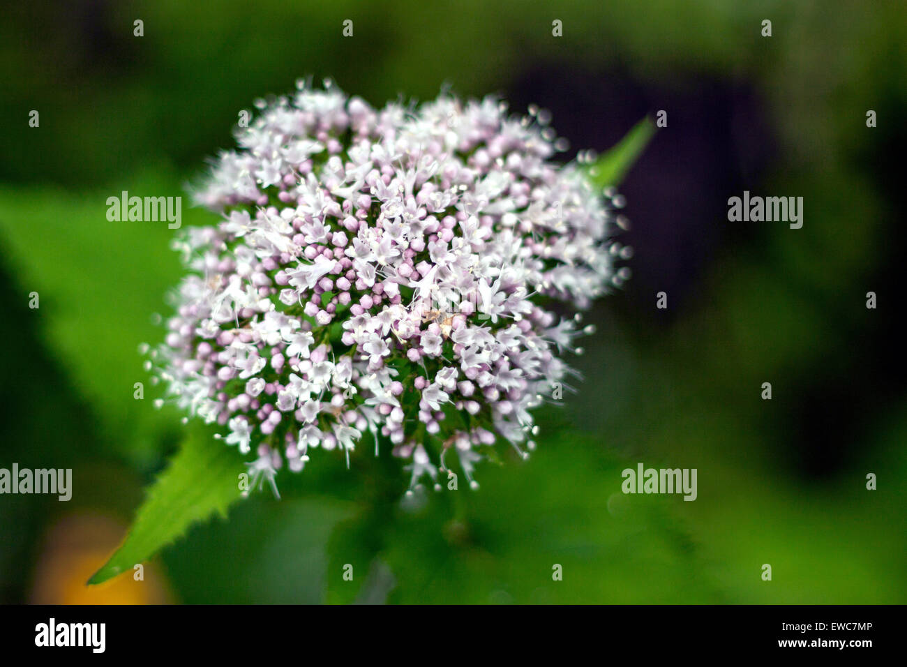 Bianco e rosa naturale isolato fiore nel suo habitat Foto Stock