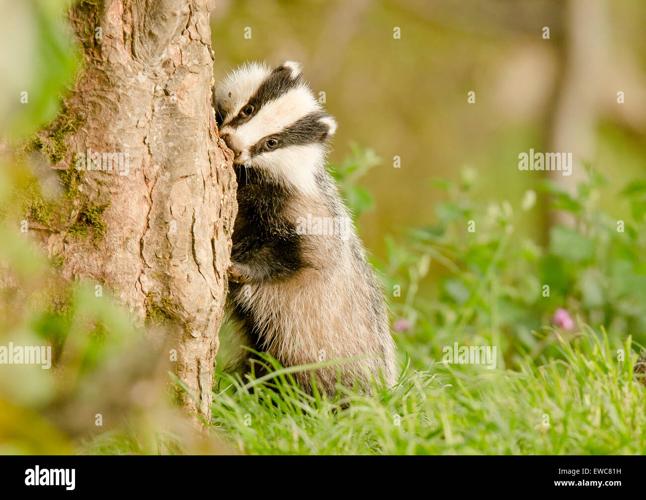 Unione Badger in wildwoods Foto Stock