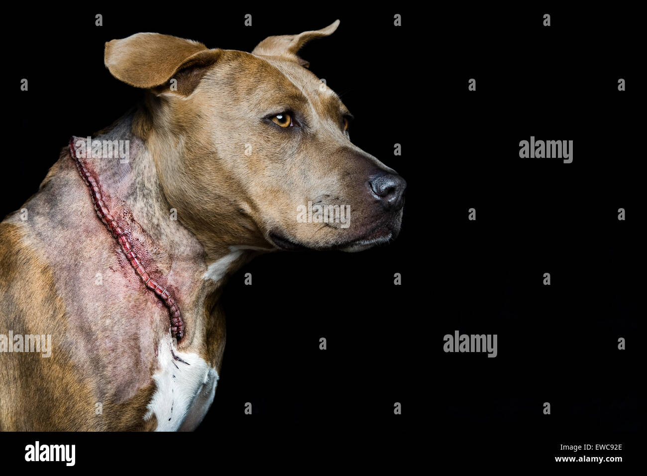 Studio headshot del cancro per adulti sopravvissuti di Pitbull cane nel profilo su sfondo nero con terribili grande incisione lungo sul collo Foto Stock