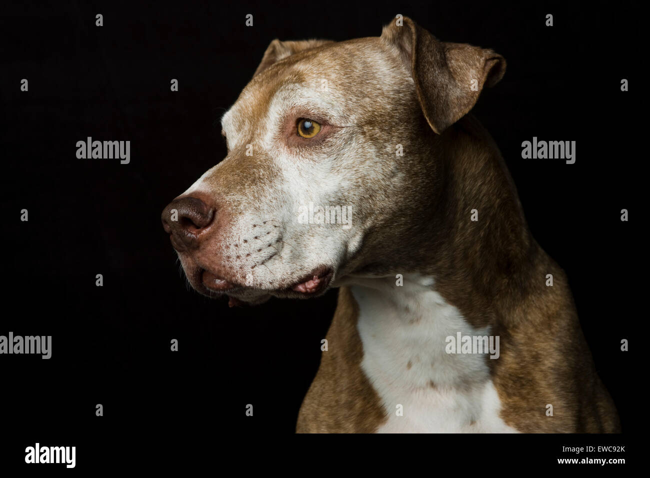 Classic Studio colpo di testa di un marrone capelli corti grigi senior Pitbull cane nel profilo su uno sfondo nero Foto Stock
