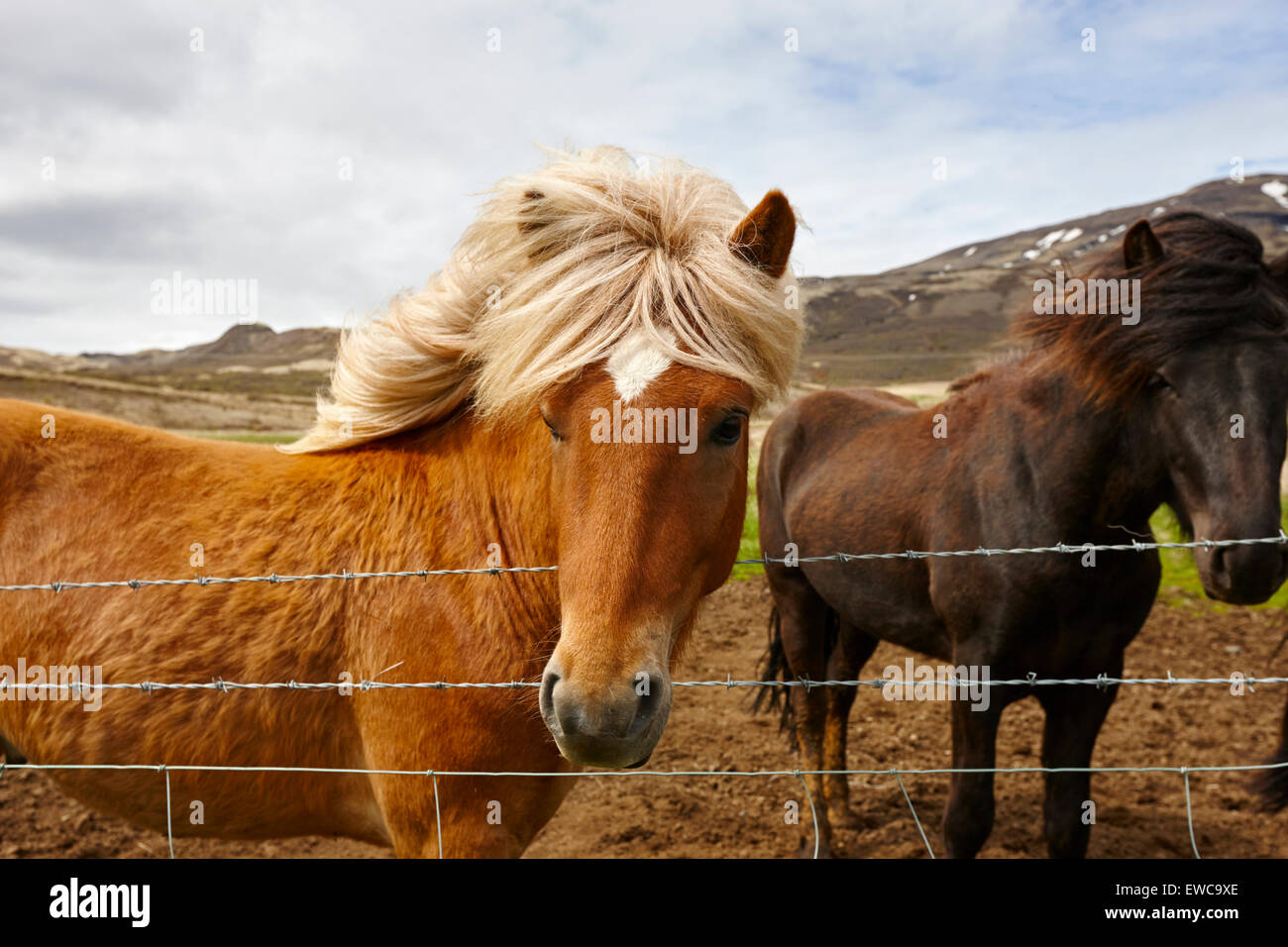 Cavalli islandesi Islanda Foto Stock