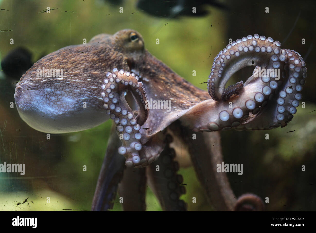 Polpo (Octopus vulgaris) presso lo Zoo di Francoforte in Frankfurt am Main, Hesse, Germania. Foto Stock