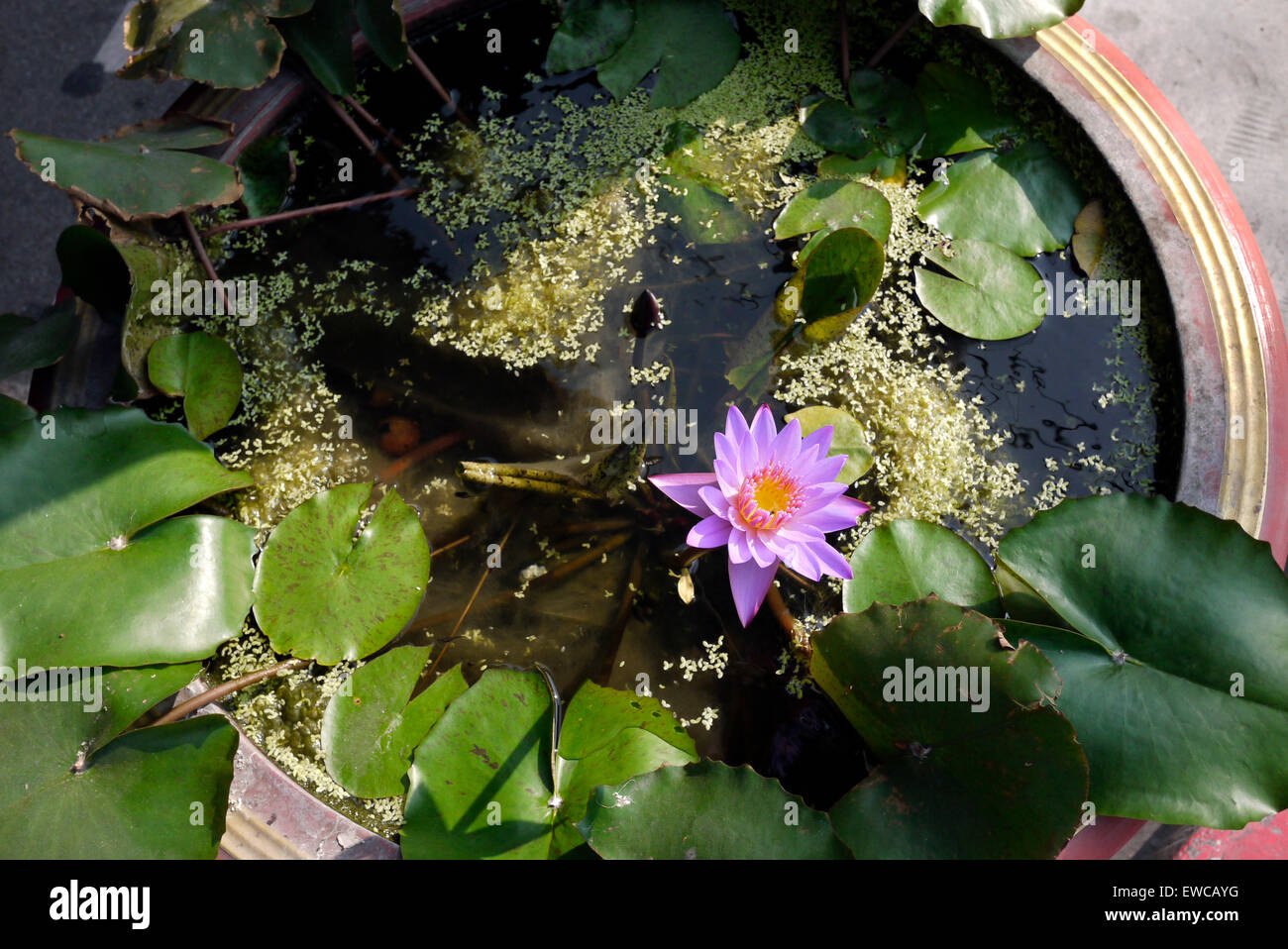 Funzione di acqua in un serbatoio di pesci in Thailandia Foto Stock