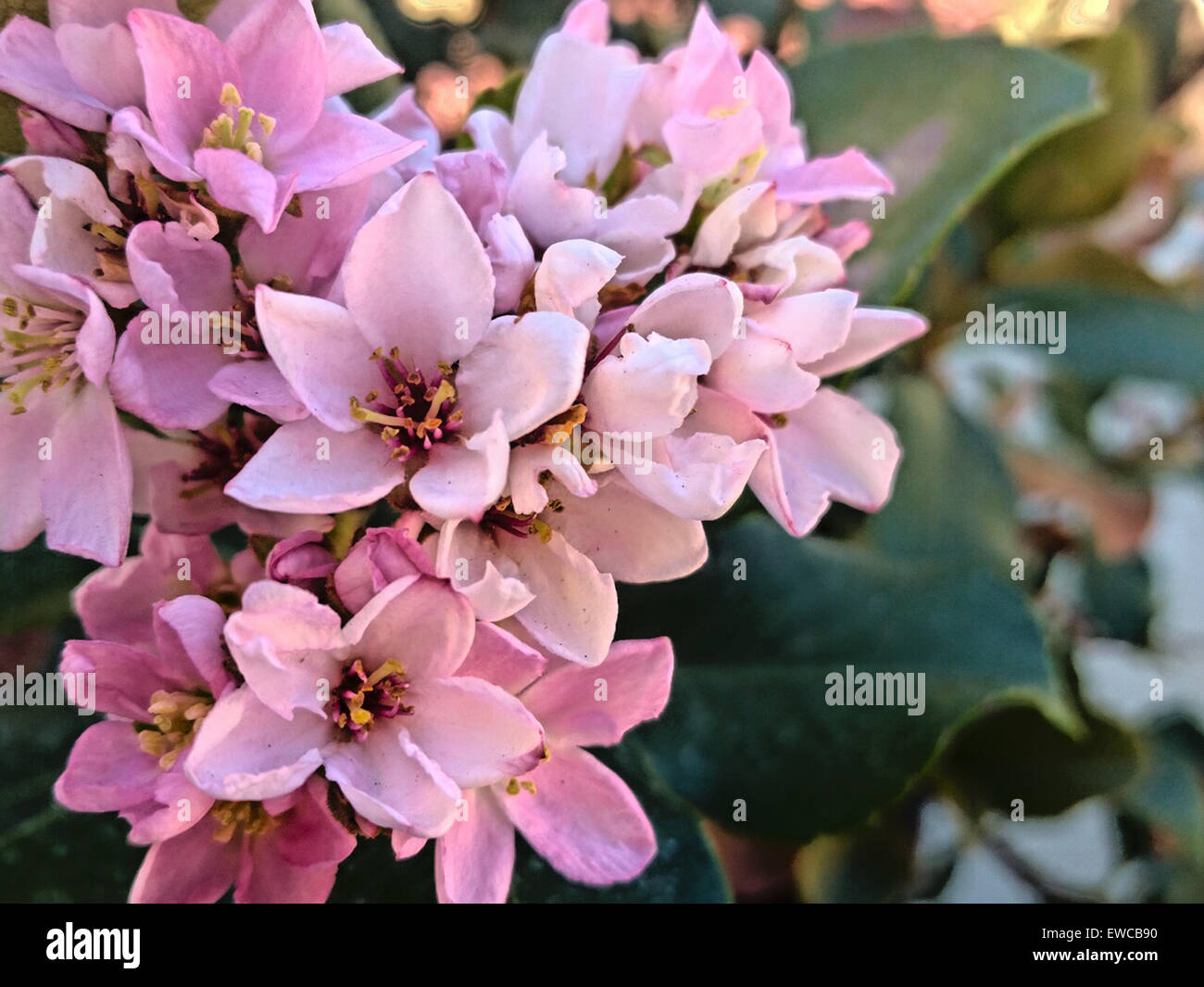 Un primo piano dei fiori di un fiore colore rosa indiano biancospino pianta  Foto stock - Alamy