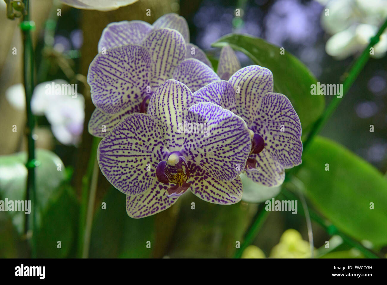 Splendide orchidee in Chiang Rai, Thailandia Foto Stock