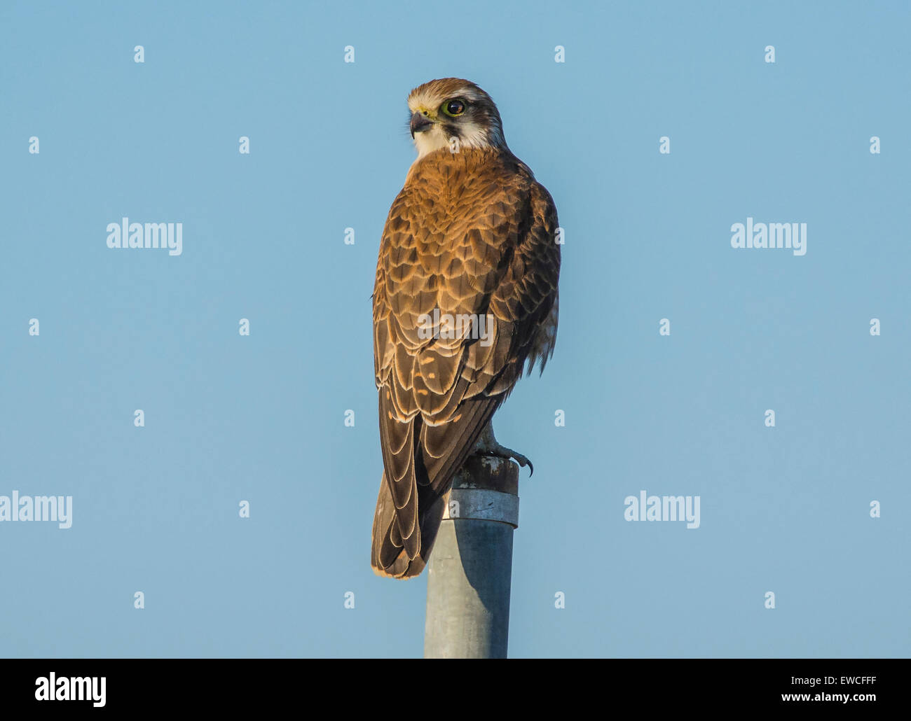 Falco marrone Foto Stock