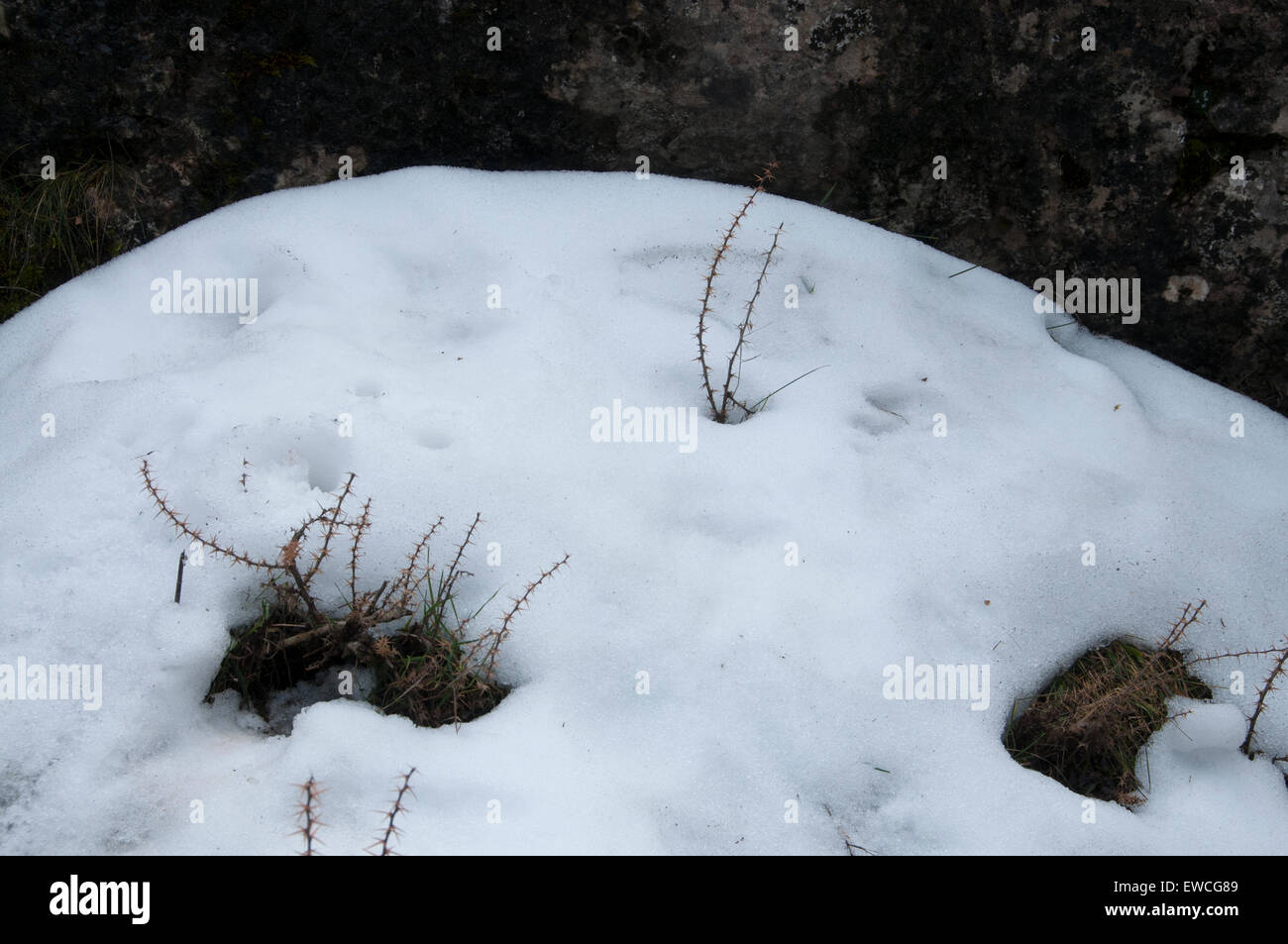 neve Foto Stock