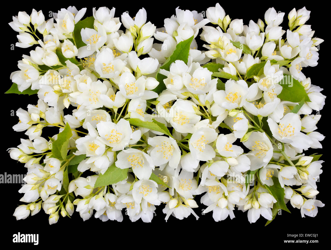 Quadrato tragico funerale asola da bianco fiori di gelsomino. Isolato su nero Foto Stock