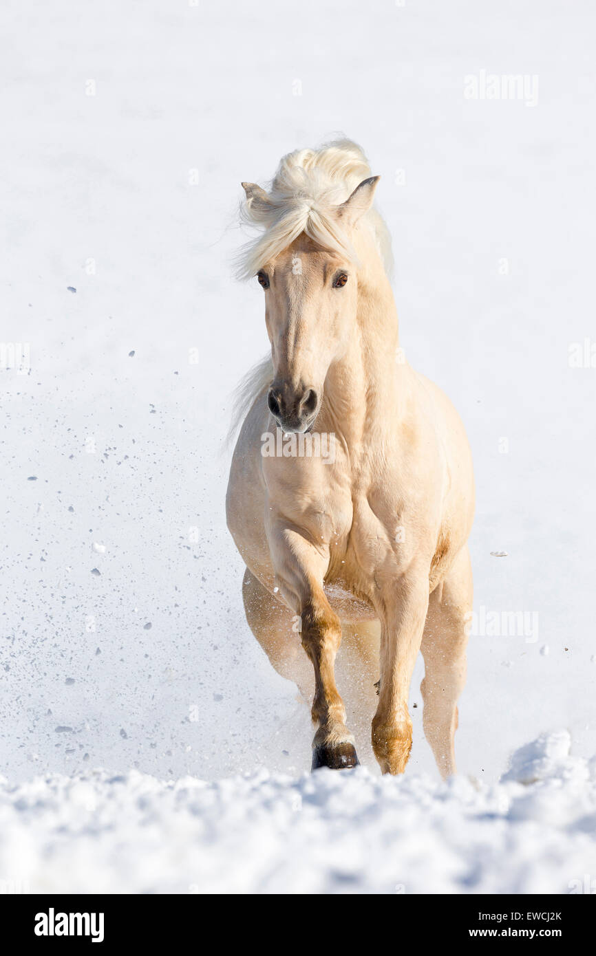 Puro Cavallo Spagnolo andaluso. Palomino galoppante adulto nella neve. Germania Foto Stock