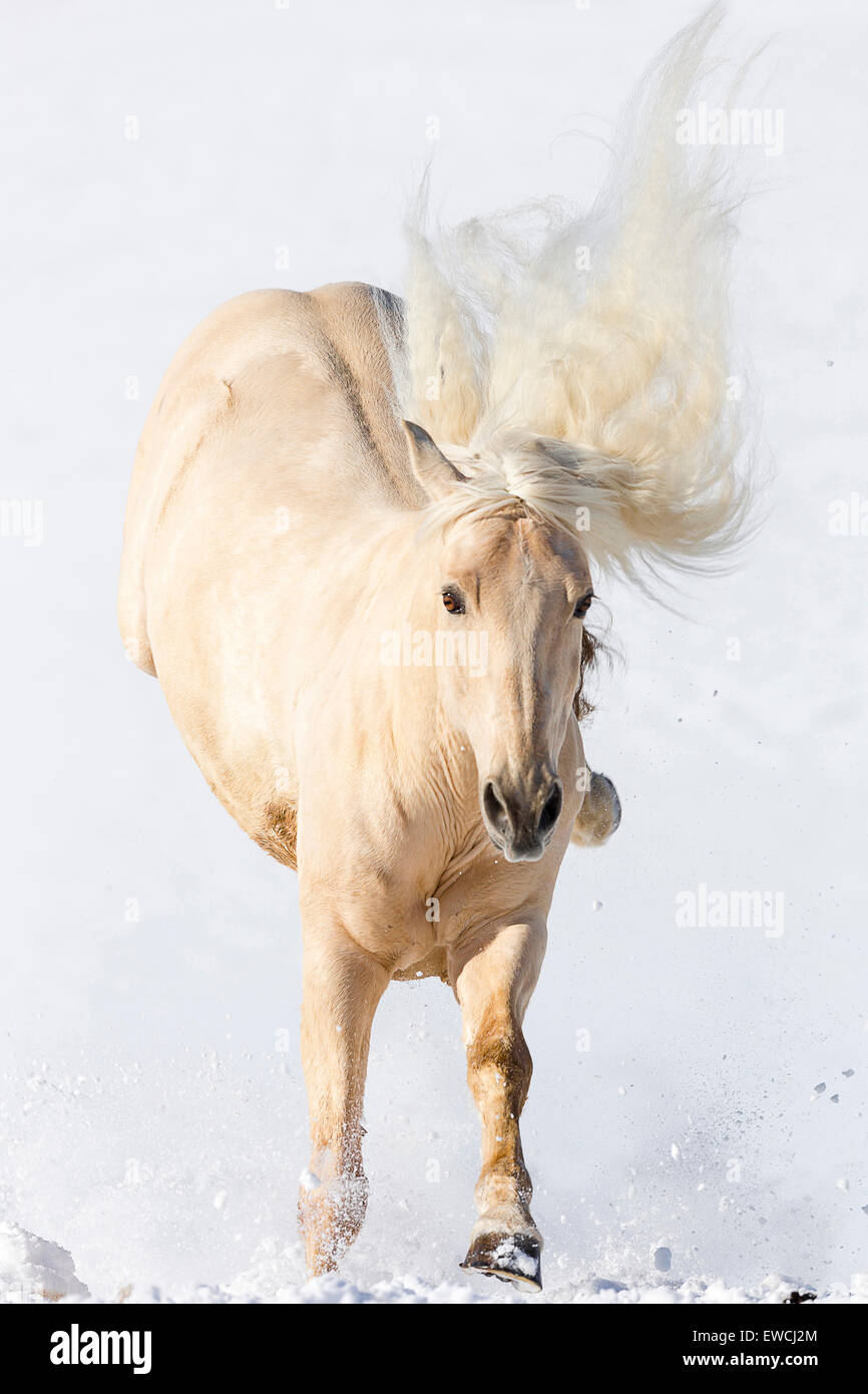 Puro Cavallo Spagnolo andaluso. Palomino adulto calci in neve. Germania Foto Stock