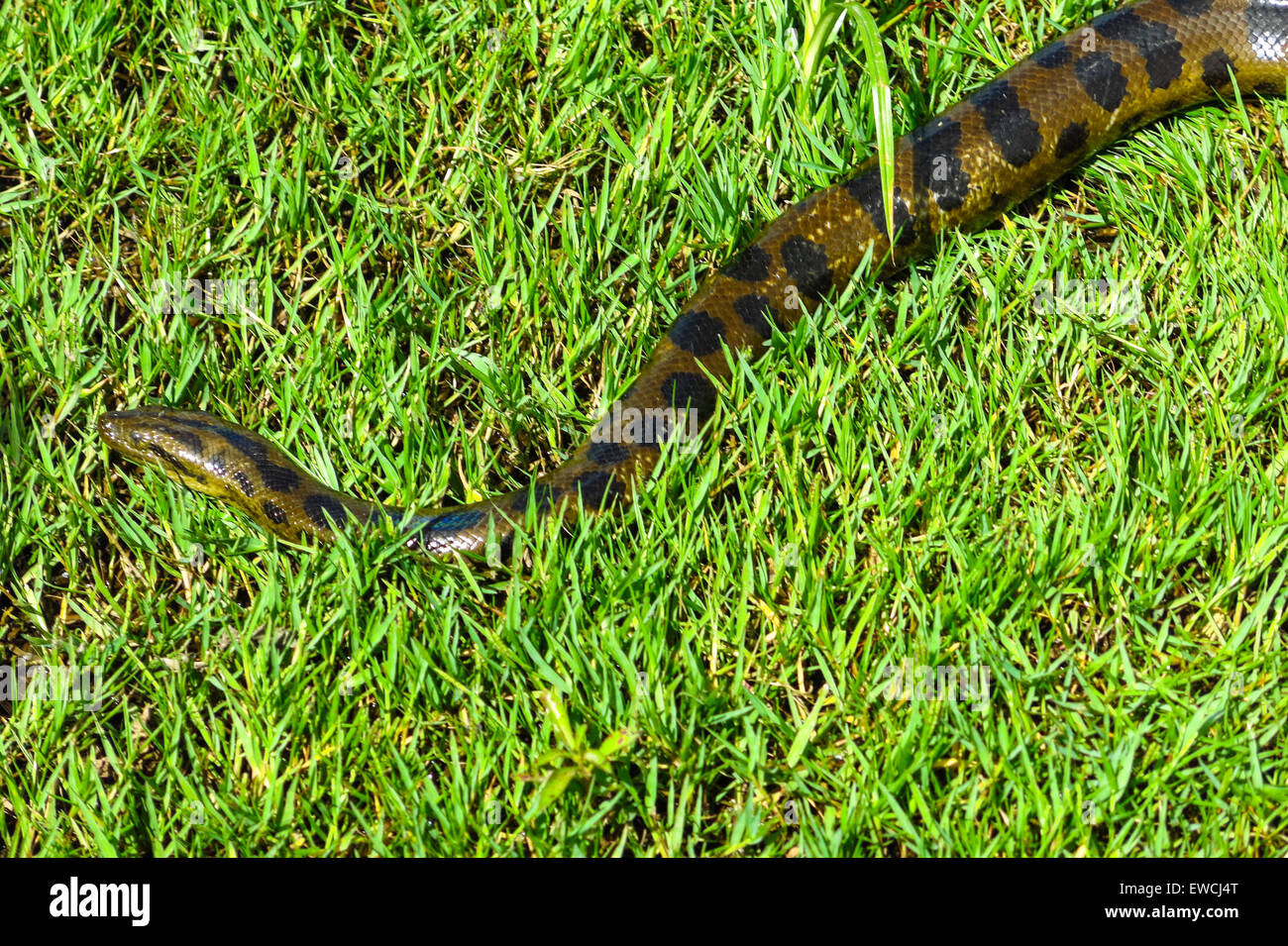 Anaconda verde (Eunectes murinus). Las Pampas de Yacuma National Park, Amazon, Bolivia Foto Stock