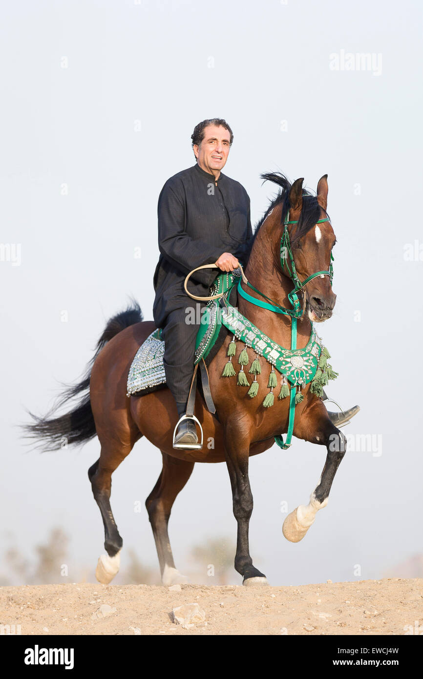 Arabian Horse. Uomo sulla baia stallone trotto nel deserto. L'Egitto, Foto Stock